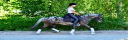 Hoppning hästar till salu: Amazing C-pony  - Annons 7