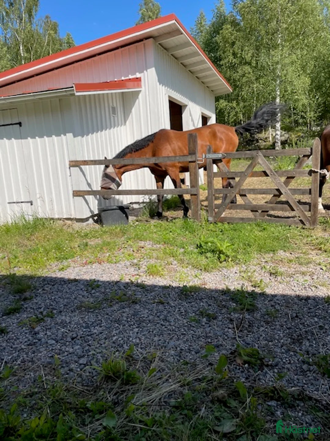  stallplats finnes: Uthyres stall med lösdrift - Strängnäs/Björsund i Strängnäs - Annons 4