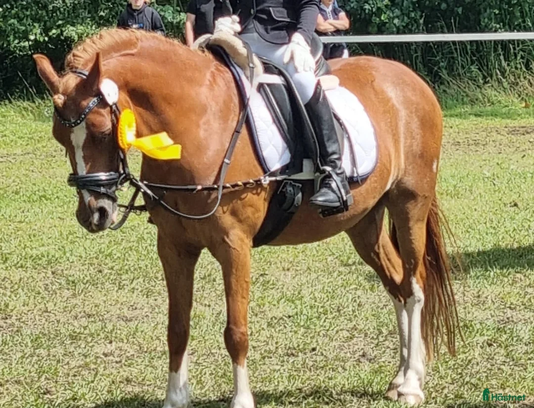 Allround hästar till salu: Svenljunga i Svenljunga - Annons 6