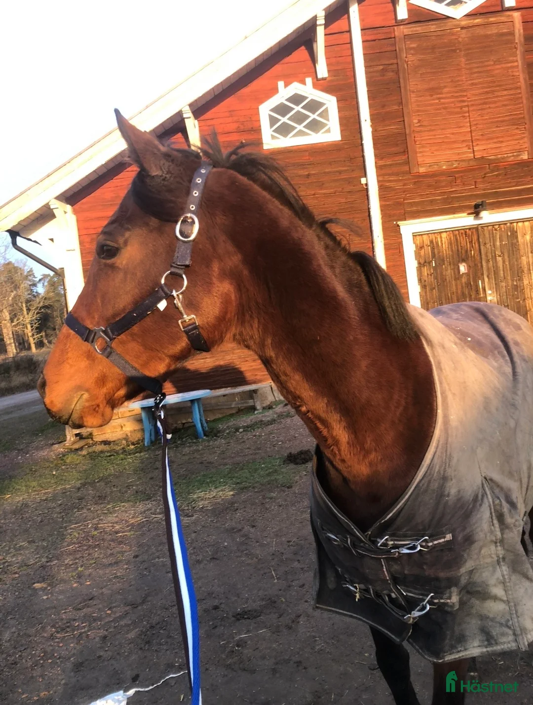 Hoppning hästar till salu: Oslipad diamant  - Annons 2