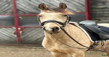  hästar i Hjärnarp - Annons 5