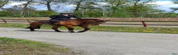Hoppning hästar till salu: Superfin Tävlingshäst!! - Annons 2