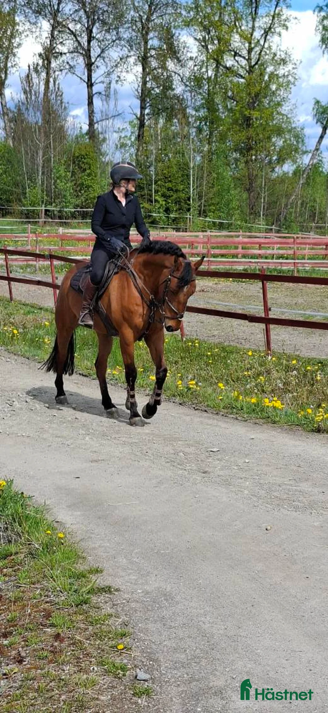 Hoppning hästar till salu: Superfin Tävlingshäst!! - Annons 2
