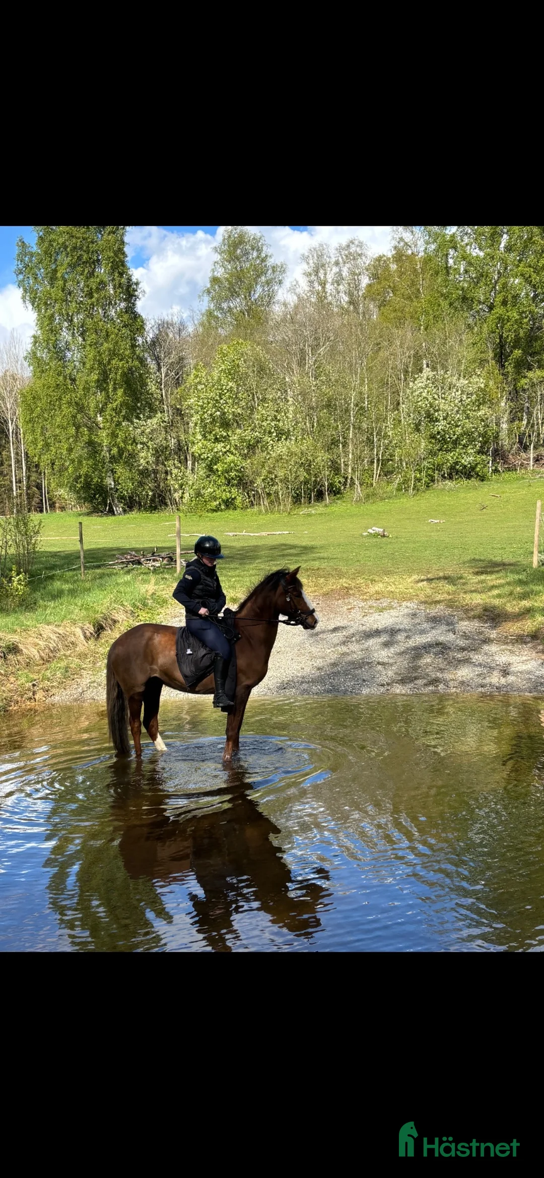 Allround hästar till salu: Lojal SWB ponny söker sin nya bästis💗 - Annons 2