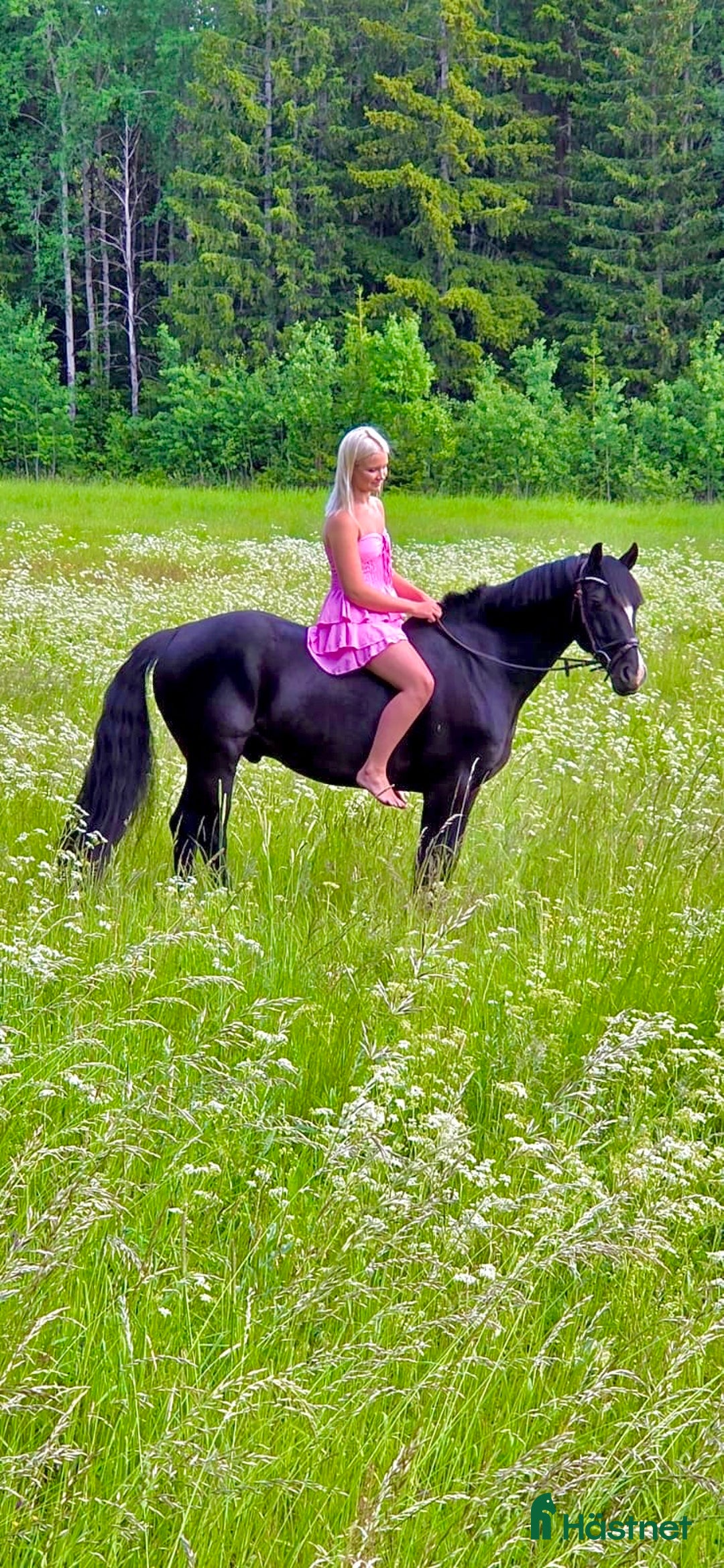 Dressyr hästar till salu: Drömponny med stor framtid i Rimbo - Annons 3