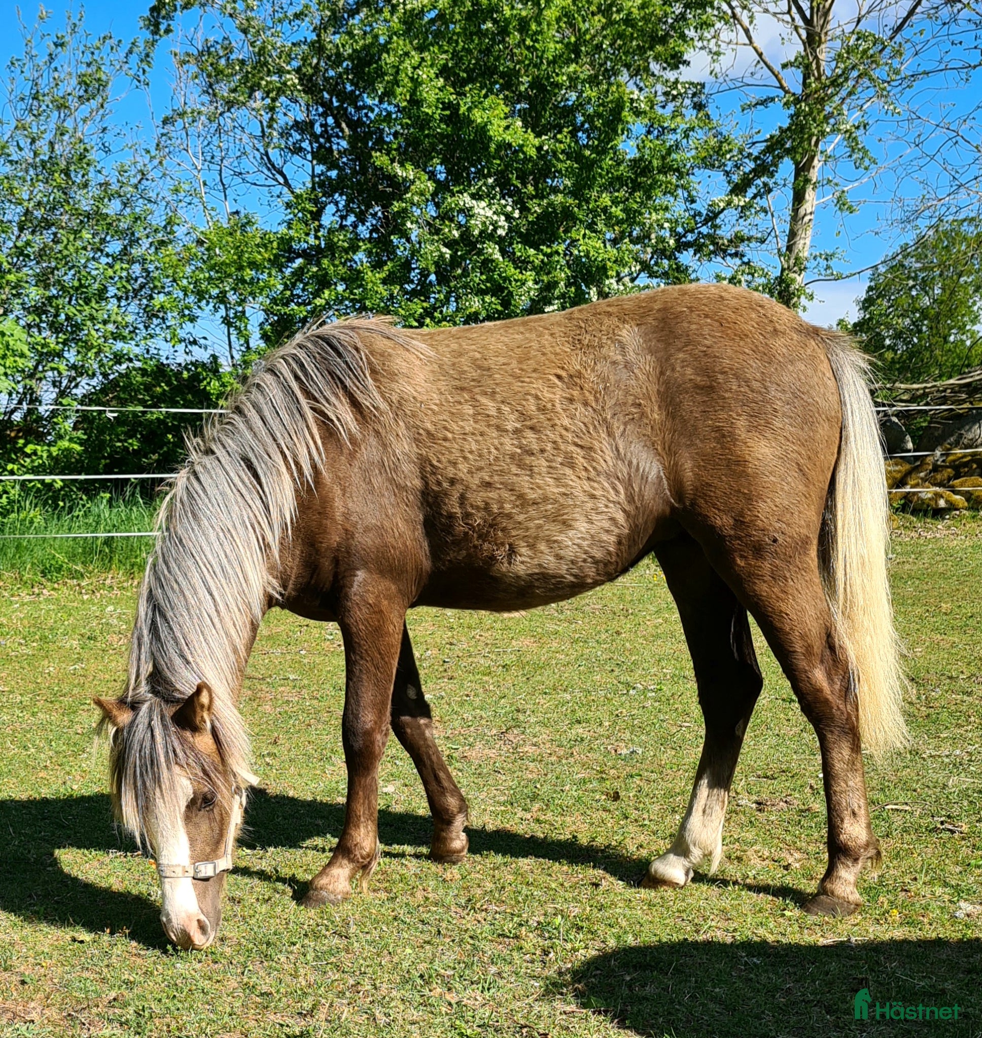  hästar Welsh mountain sto - Annons 17