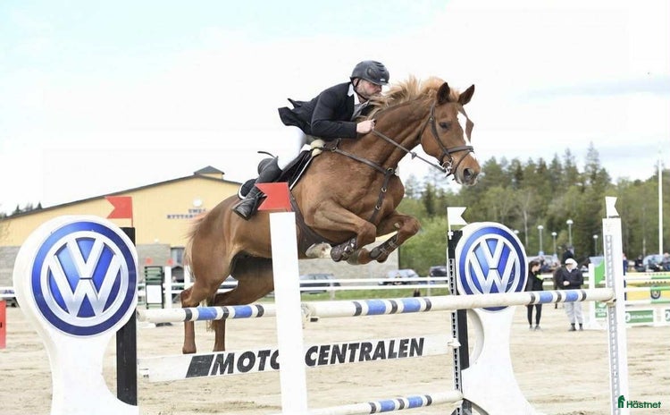  hästar i Vännäs - Annons 6