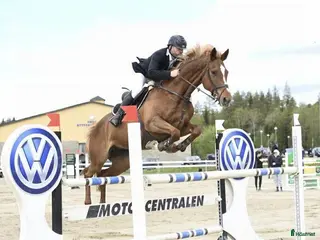 hästar Rutinerad hopphäst i Vännäs - Annons 10