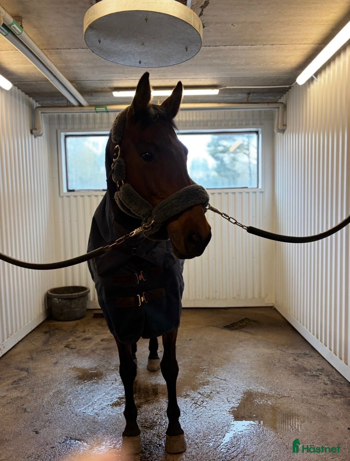  hästar Världens snällaste och mest godhjärtade häst❤️‍🩹 - Annons 8