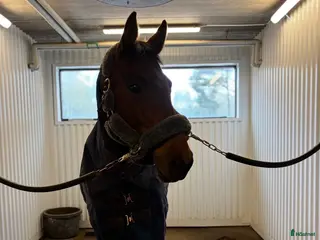 hästar Världens snällaste och mest godhjärtade häst❤️🩹 - Annons 8