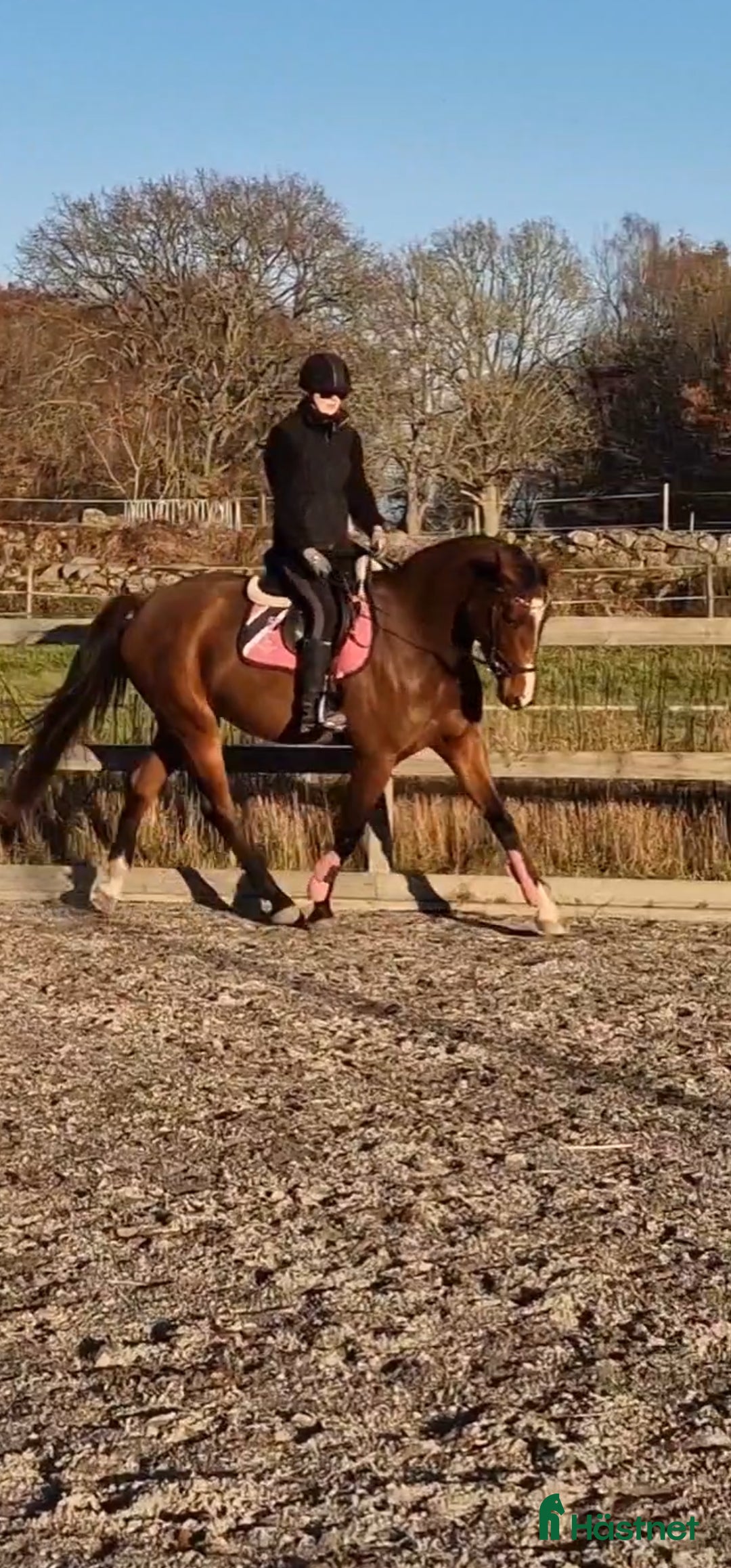 Allround hästar till salu: 3 årigt sto för framtiden! i Bräkne-Hoby - Annons 1