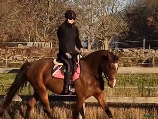 hästar 3 årigt sto för framtiden! i Bräkne-Hoby - Annons 5