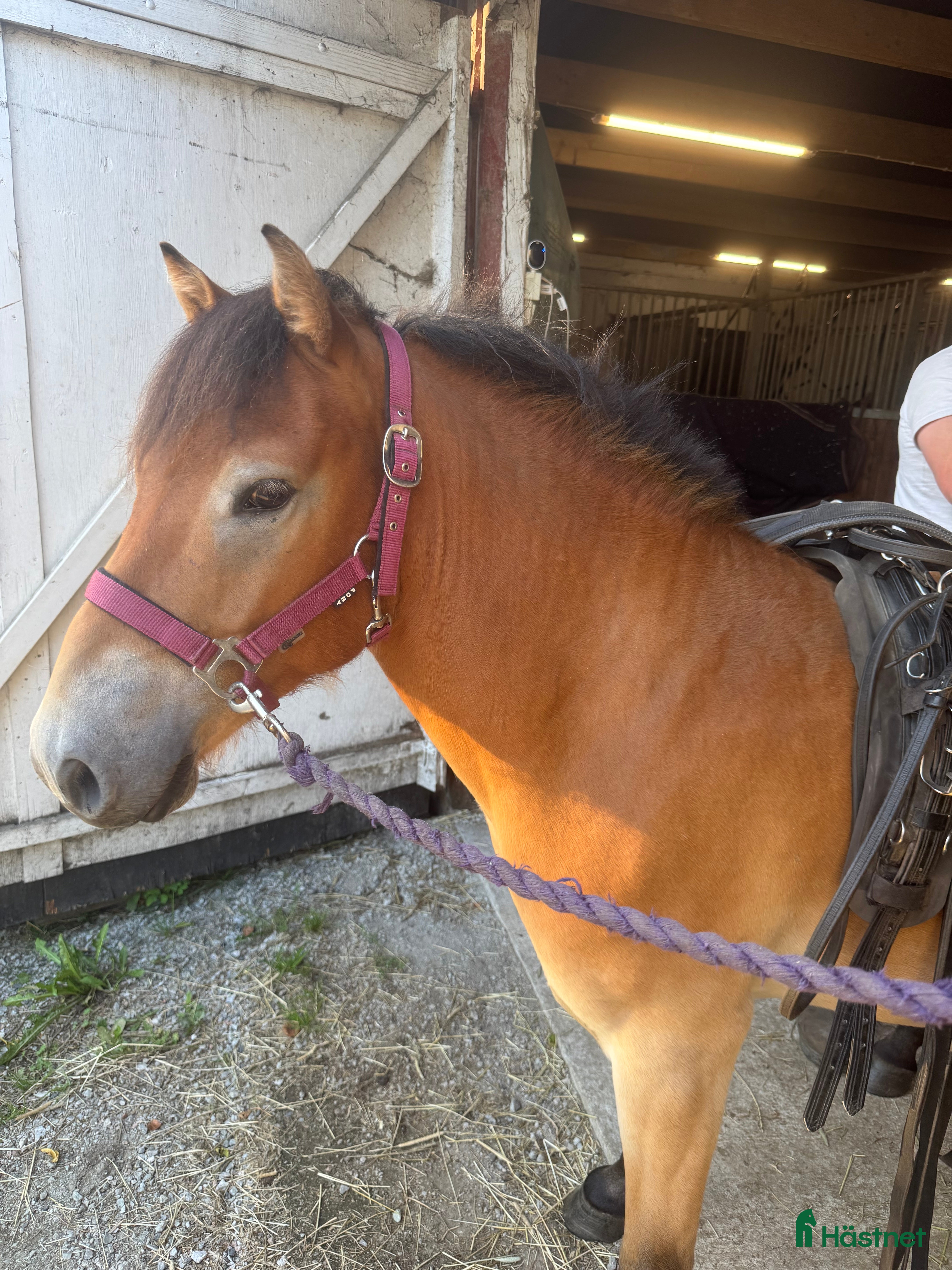  hästar Travstammad valack säljes i Lövestad - Annons 14