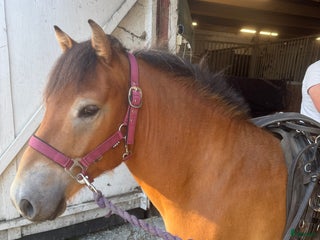 hästar Travstammad valack säljes i Lövestad - Annons 14