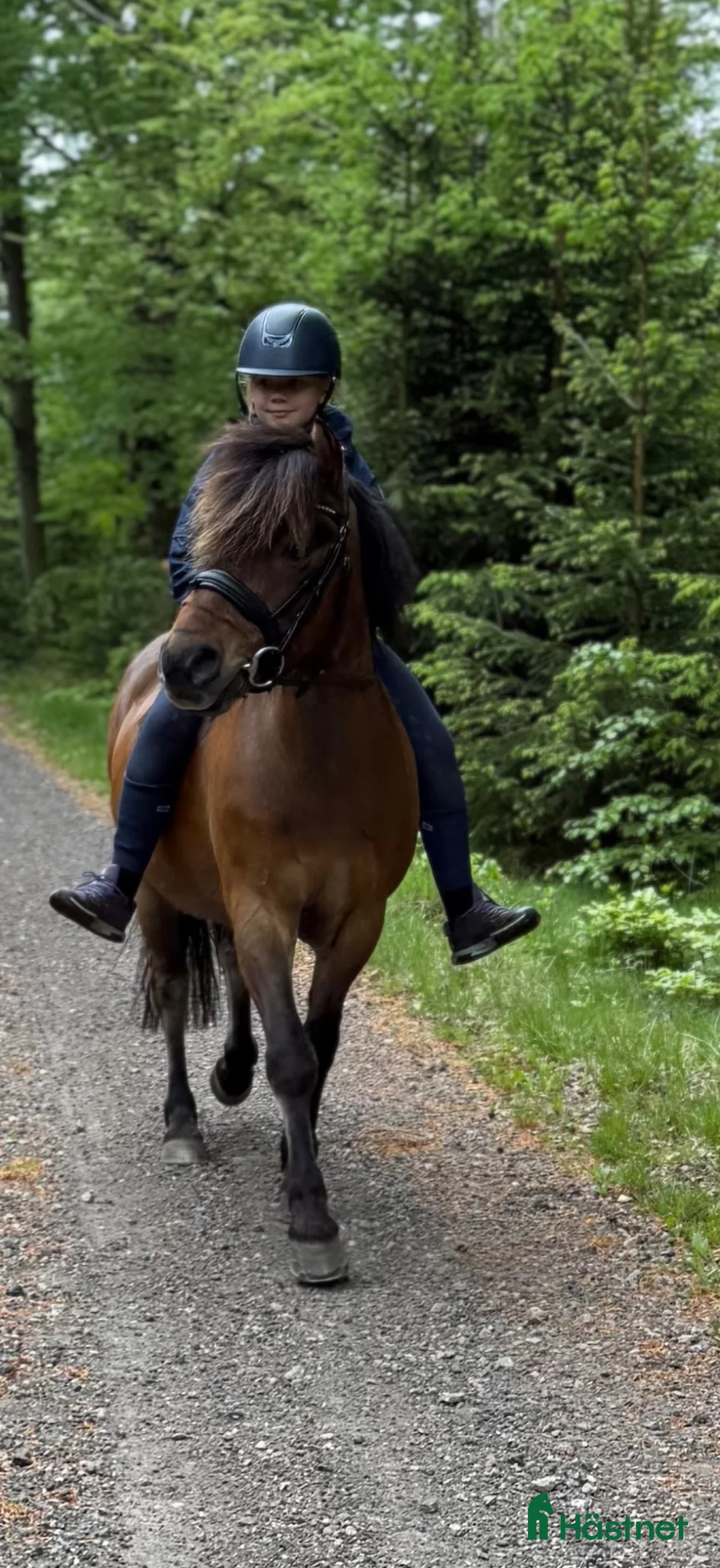 Allround hästar till salu: Gotlandsruss valack för ridning och körning - Annons 1