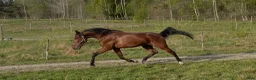 Trav hästar till salu: Starthäst - Annons 2