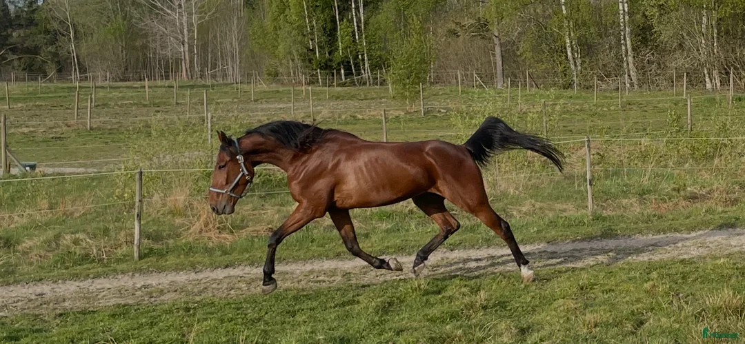 Trav hästar till salu: Starthäst - Annons 2