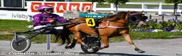 Trav hästar till salu: Fint travsto - Annons 2