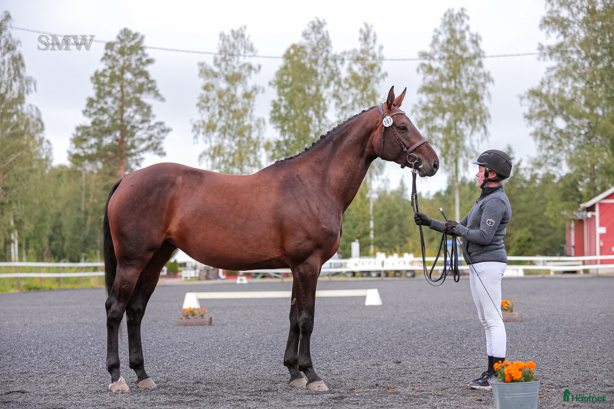  hästar Stor sto för avel - Annons 12