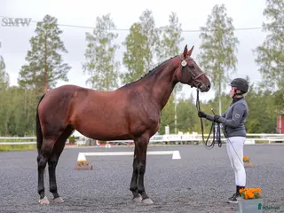 hästar Stor sto för avel - Annons 12