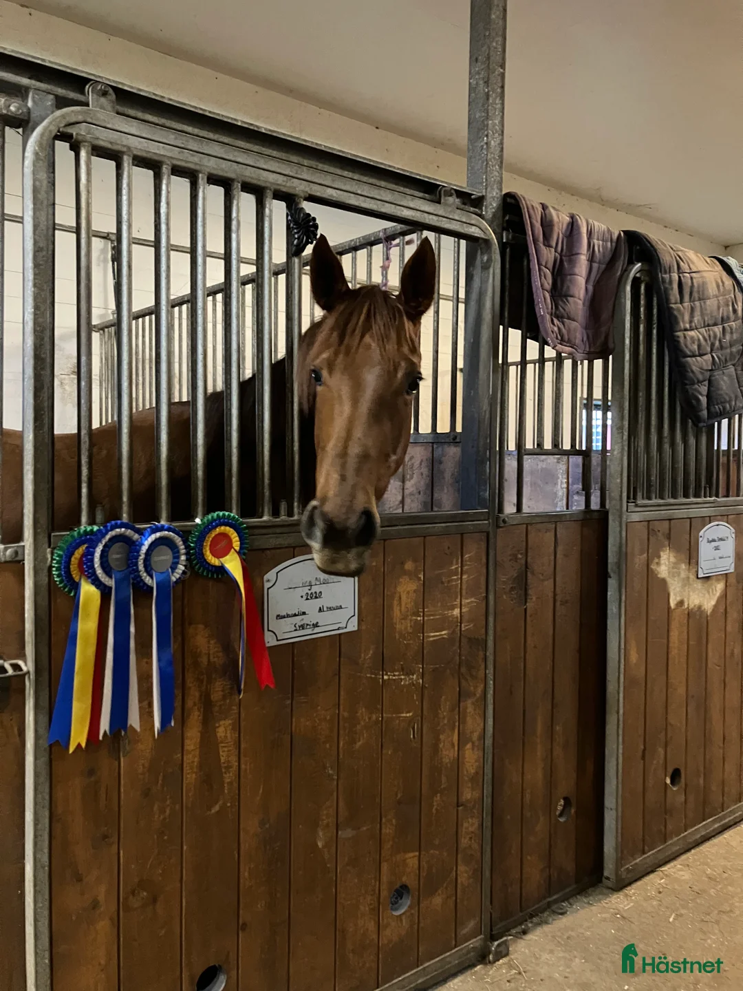  hästjobb finnes: Praktikplats finns  i Skara - Annons 2