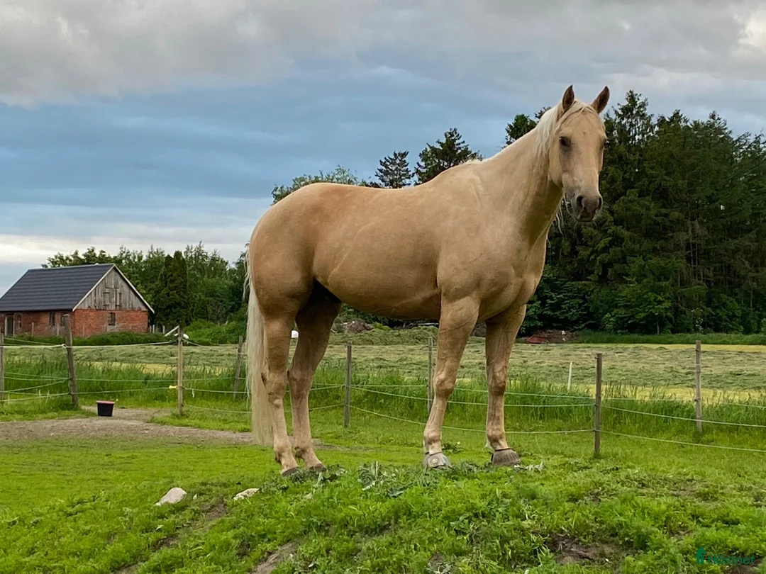 Western hästar till salu:  Reining Quarter Tashina Creek i Löberöd - Annons 3