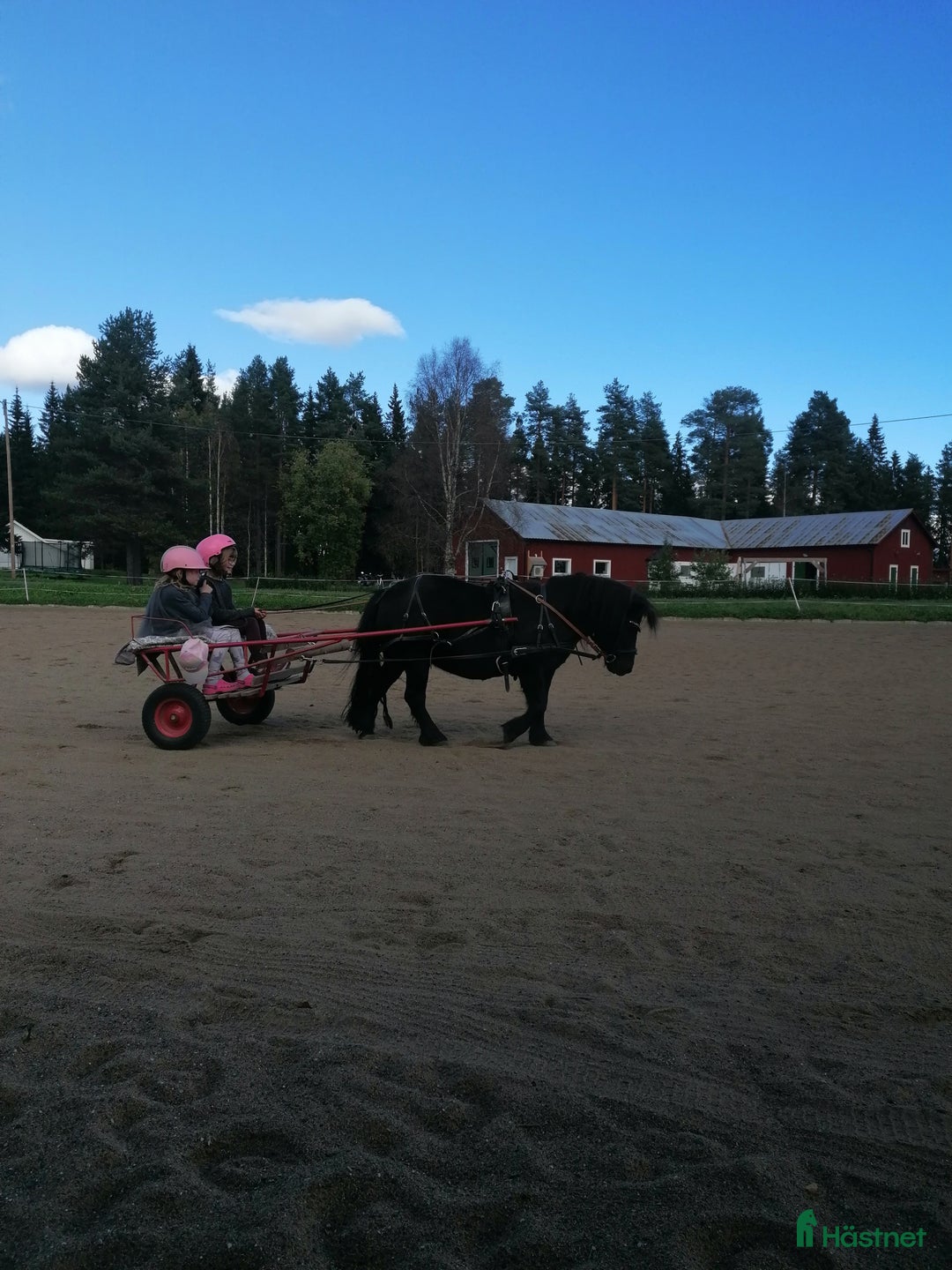 Körning hästar till salu: Snäll barnponny i Boliden - Annons 4