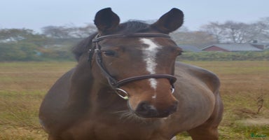  hästar FIN TÄVLINGSHÄST MED TOPP STAM  i Ekeby - Annons 9