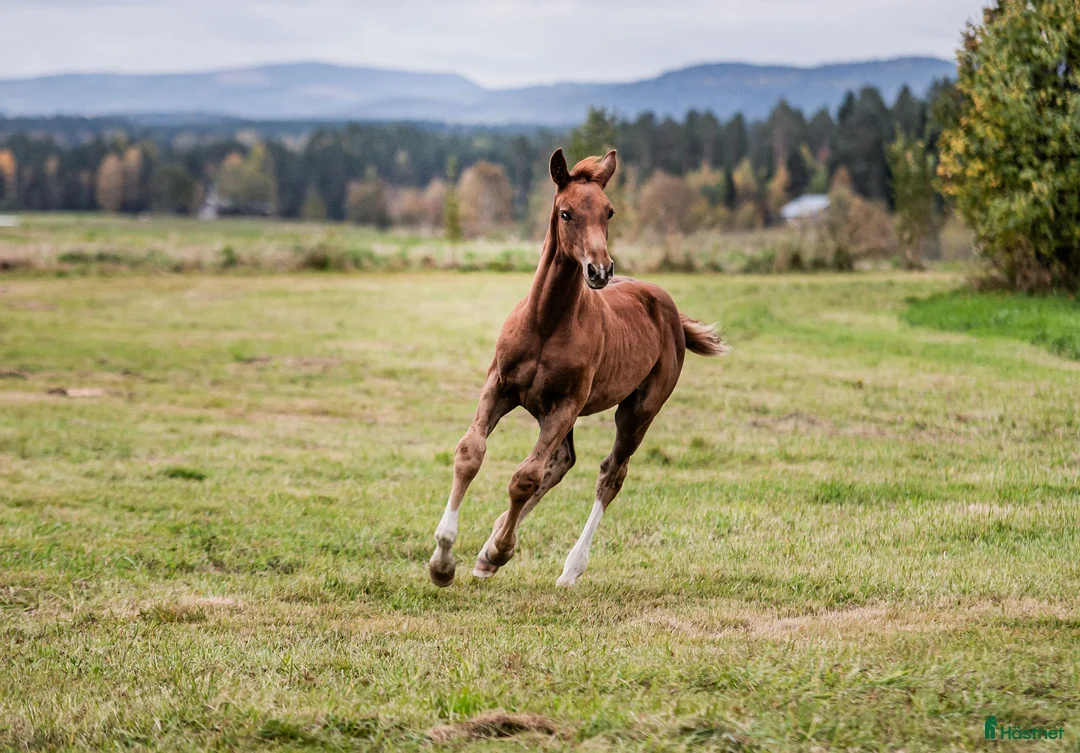 Övrigt hästar sökes: Sällskap till unghingst sökes - Annons 1