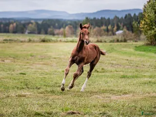 hästar Sällskap till unghingst sökes - Annons 17