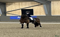 Allround hästar till salu: Welsh cob valack som sticker ut i mängden i Lidhult - Bild 2