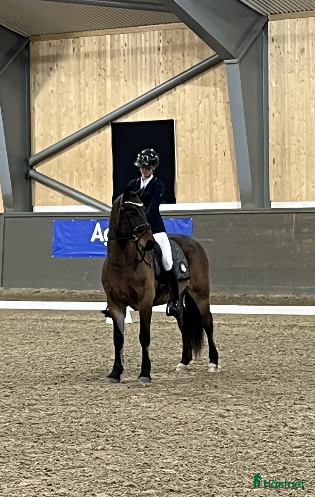 Allround hästar till salu: Welsh cob valack som sticker ut i mängden i Lidhult - Bild 2