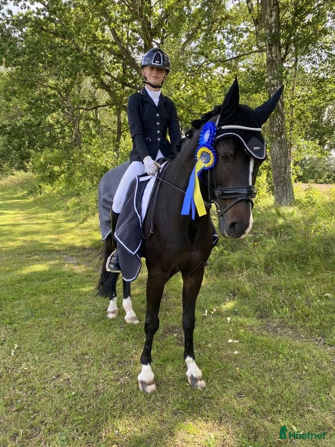  hästar Fin läromästare, d- ponny  - Annons 13