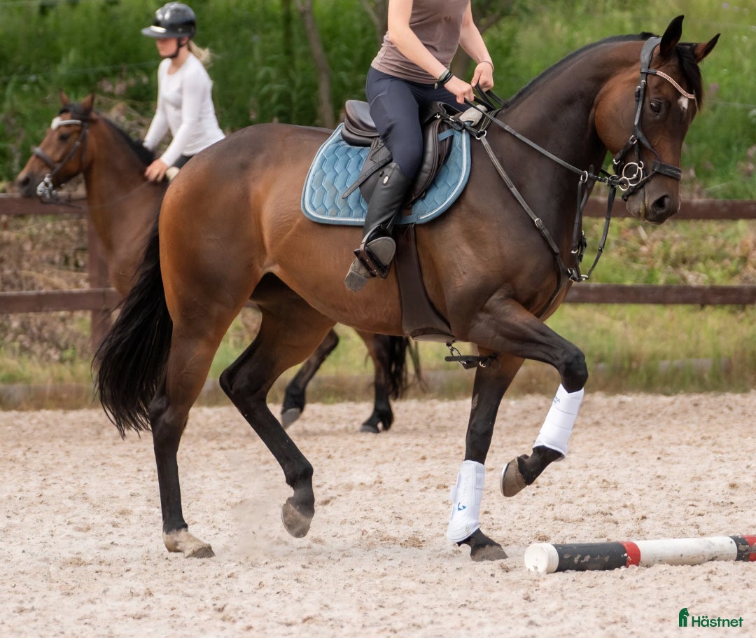 Allround hästar till salu: Dressyrhäst/mamma-dotter/hobbyhäst i Mölndal - Annons 2