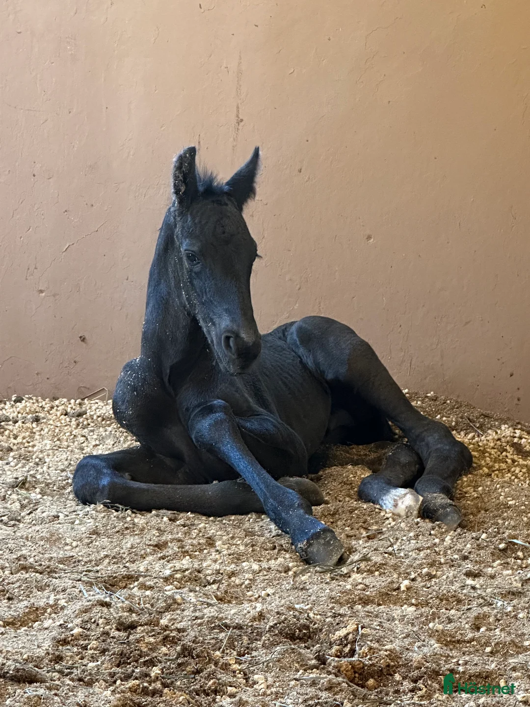 Barockt hästar till salu: Fantastisk barockpinto vallack - Annons 7