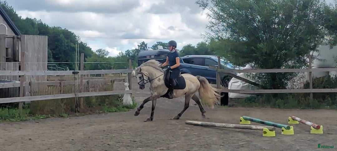 Hoppning hästar till salu: Samlings annons Stuteri CJ i Onslunda - Annons 3