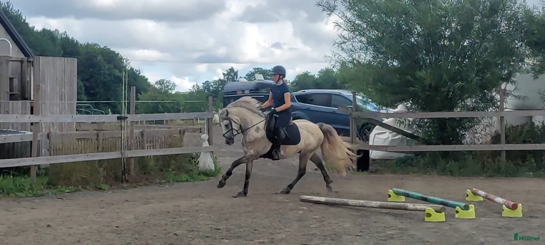 Hoppning hästar till salu: Samlings annons Stuteri CJ i Onslunda - Annons 3