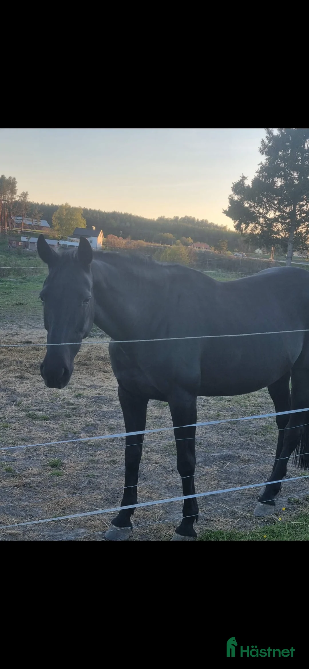 Allround hästar till salu: Zandra vingboons trav sto i Gamleby - Annons 2