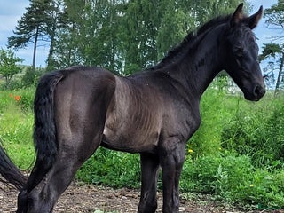 Allround hästar till salu: Vacker högrest hingst i Hemse - Annons 3