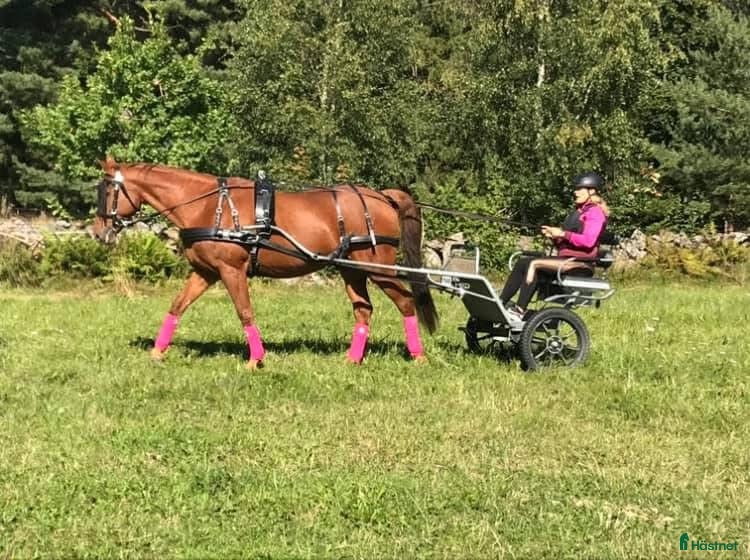 Körvagnar körning till salu: Rockard modell lite högre i Tidaholm - Annons 4