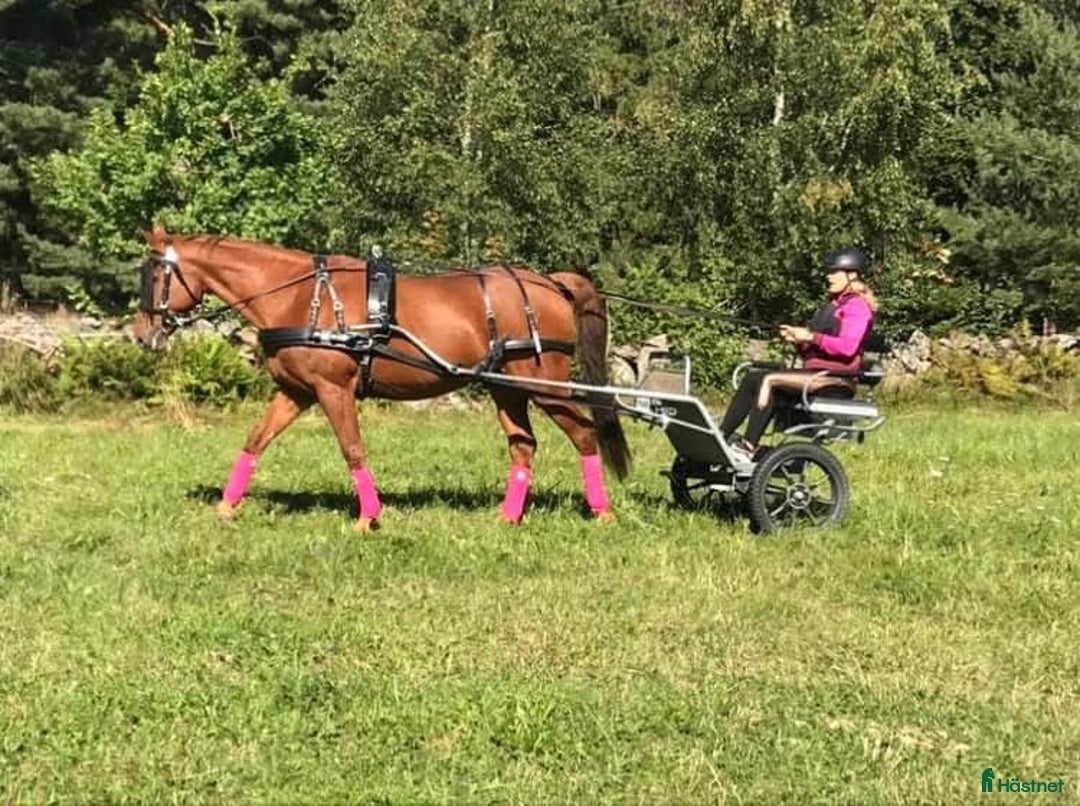 Körvagnar körning till salu: Rockard modell lite högre i Tidaholm - Annons 1
