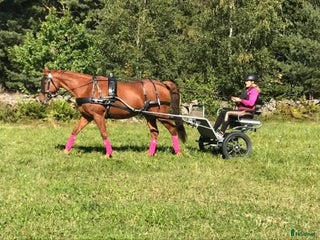 Körvagnar körning till salu: Rockard modell lite högre i Tidaholm - Annons 7