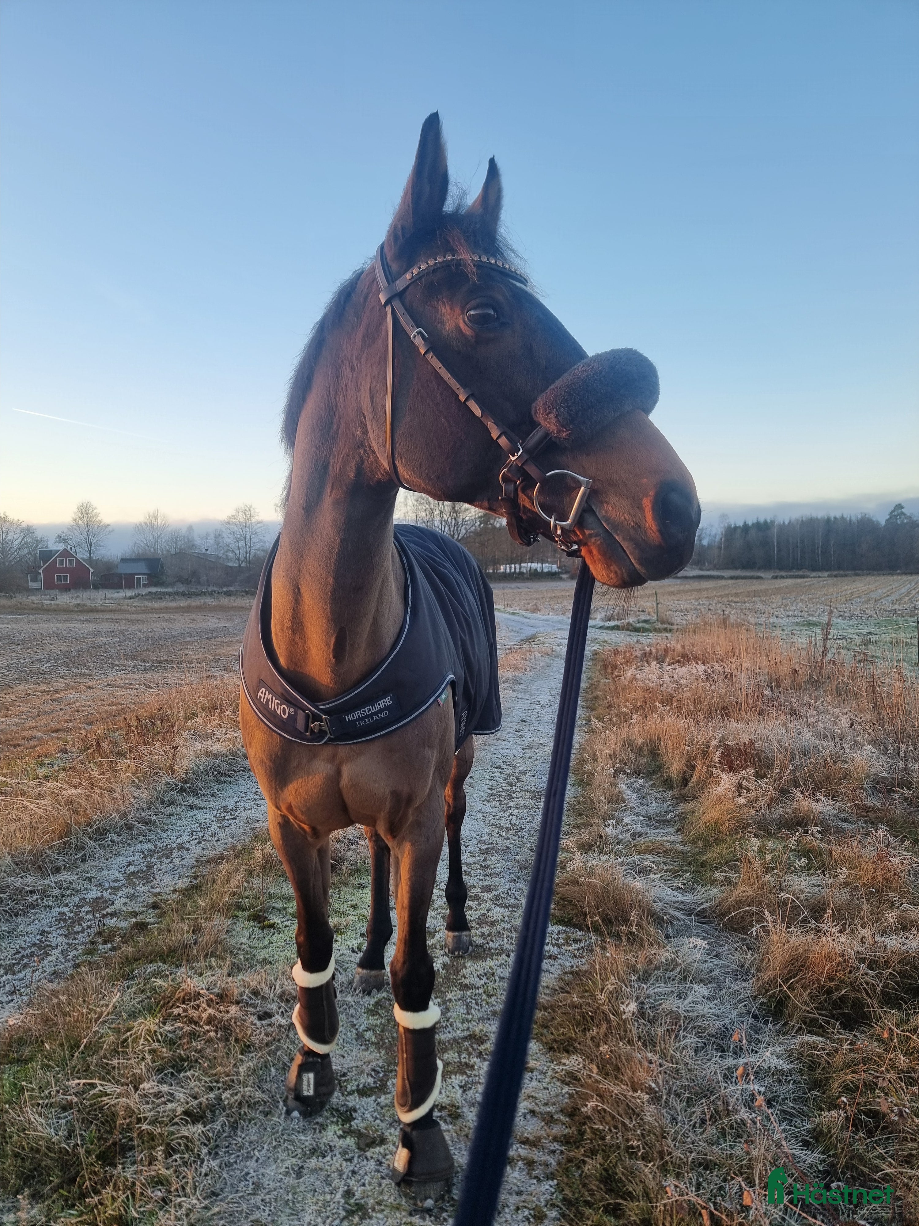  hästar Lyxig hobbyhäst - Annons 6