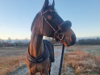 hästar Lyxig hobbyhäst - Annons 2