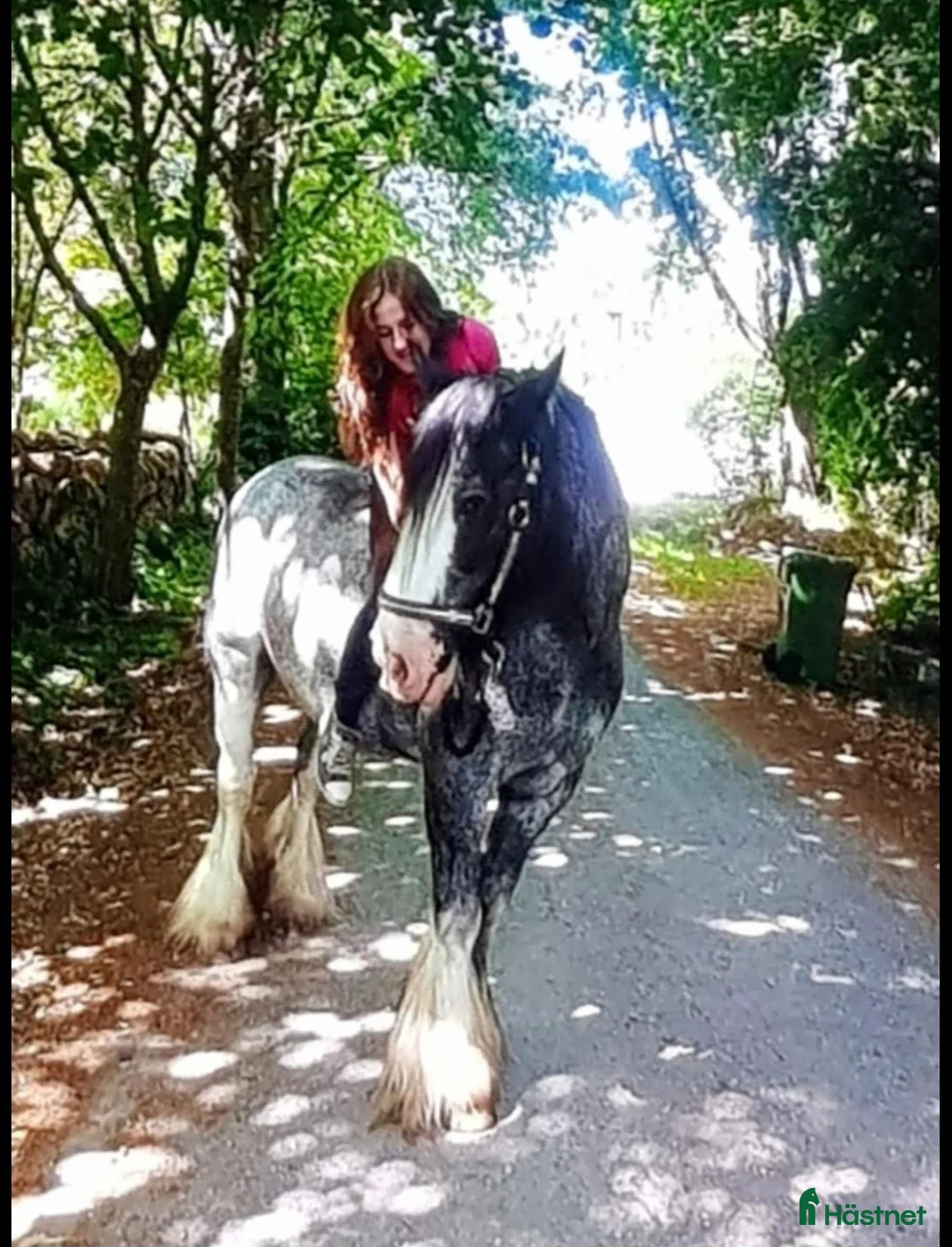  medryttarhäst sökes: Söker trygg häst för uteritter & markarbete i Enköping - Annons 1