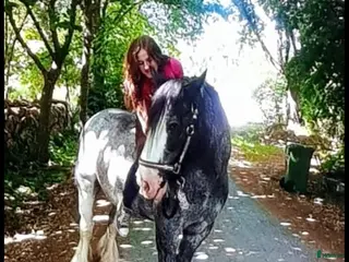 medryttarhäst sökes: Söker trygg häst för uteritter & markarbete i Enköping - Annons 1