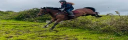 Allround hästar till salu: Selection of Connemara ponies  - Annons 8