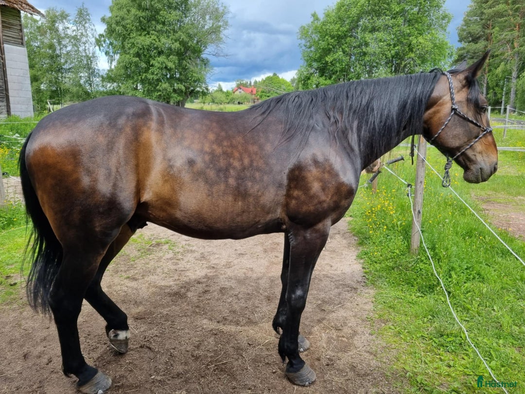 Allround hästar till salu: Humle i Mora - Annons 3