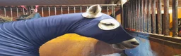 Täcken hästutrustning till salu: Show hoodie Sleazy Sleepwear & Weatherbeeta  - Annons 1