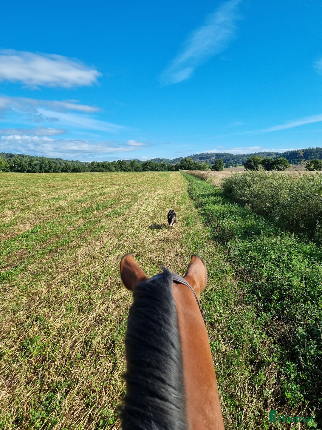  foderhäst finnes: Fodervärd sökes till fantastisk SWB-valack i Långås - Annons 4